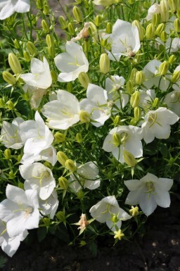 Campanule des Carpates Campanula carpatica 'Weisse Clips' 5-10 Pot 9x9 cm (P9)