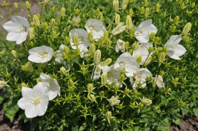 Campanule des Carpates Campanula carpatica 'Weisse Clips' 5-10 Pot 9x9 cm (P9)