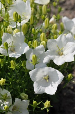 Campanule des Carpates Campanula carpatica 'Weisse Clips' 5-10 Pot 9x9 cm (P9)