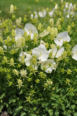 Campanule des Carpates Campanula carpatica 'Weisse Clips' 5-10 Pot 9x9 cm (P9)