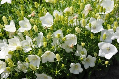 Campanule des Carpates Campanula carpatica 'Weisse Clips' 5-10 Pot 9x9 cm (P9)