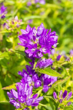 Campanule agglomérée Campanula glomerata 'Acaulis' 5-10 Pot 9x9 cm (P9)