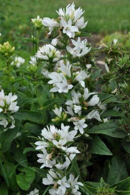 Campanule agglomérée Campanula glomerata 'Alba' 5-10 Pot 9x9 cm (P9)