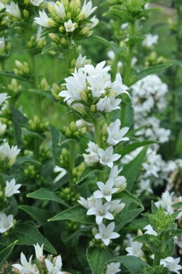 Campanule agglomérée Campanula glomerata 'Alba' 5-10 Pot 9x9 cm (P9)