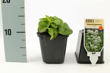 Campanule agglomérée Campanula glomerata 'Alba' 5-10 Pot 9x9 cm (P9) Campanula glomerata 'Alba'