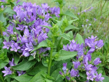 Campanule agglomérée Campanula glomerata 'Superba' 5-10 Pot 9x9 cm (P9)