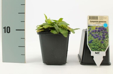 Campanule agglomérée Campanula glomerata 'Superba' 5-10 Pot 9x9 cm (P9) Campanula glomerata 'Superba'