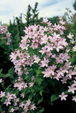 Campanule laiteuse Campanula lactiflora 'Loddon Anna' 5-10 Pot 9x9 cm (P9) Campanula lactiflora 'Loddon Anna'