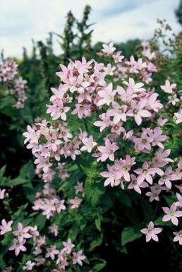 Campanule laiteuse Campanula lactiflora 'Loddon Anna' 5-10 Pot 9x9 cm (P9)