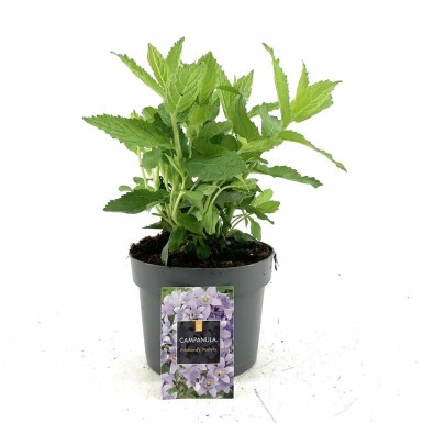 Campanule laiteuse Campanula lactiflora 'Prichard's Variety' 15-20 Pot 2 l (C2) Campanula lactiflora 'Prichard's Variety'