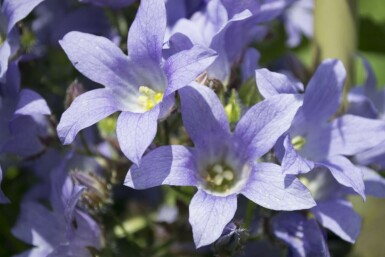 Campanule laiteuse Campanula lactiflora 'Prichard's Variety' 5-10 Pot 9x9 cm (P9)