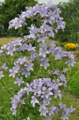 Campanule laiteuse Campanula lactiflora 'Prichard's Variety' 5-10 Pot 9x9 cm (P9)