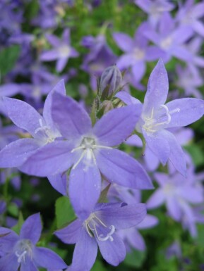 Campanule des murailles Campanula portenschlagiana 10-15 Pot 2 l (C2) Campanula portenschlagiana
