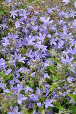 Campanula poscharskyana