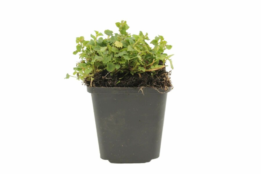 Campanule de Poscharsky Campanula poscharskyana 5-10 Pot 9x9 cm (P9) Campanula poscharskyana