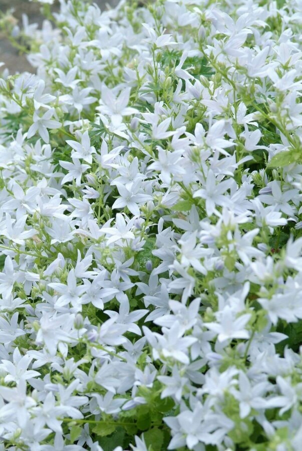 Campanule de Poscharsky Campanula poscharskyana 'E.H. Frost' 5-10 Pot 9x9 cm (P9) Campanula poscharskyana 'E.H. Frost'