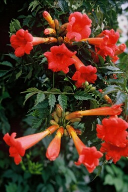 Bignone de Tagliabue Campsis × tagliabueana 'Madame Galen' Arbuste 60-80 Pot 2 l (C2)