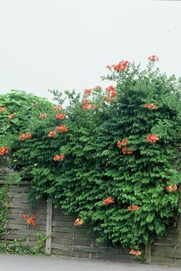Bignone de Tagliabue Campsis × tagliabueana 'Madame Galen' Arbuste 60-80 Pot 2 l (C2)