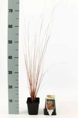 Laîche de Buchanan Carex buchananii 5-10 Pot 9x9 cm (P9)