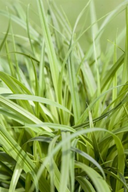 Carex caryophyllea 'The Beatles'