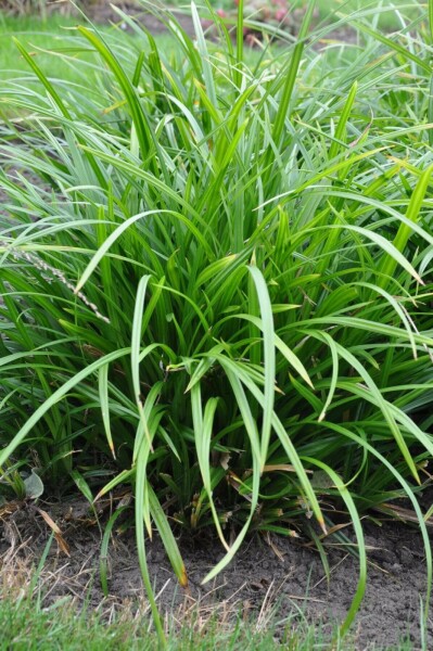 Laîche Carex foliosissima 'Irish Green' 5-10 Pot 9x9 cm (P9) Carex foliosissima 'Irish Green'