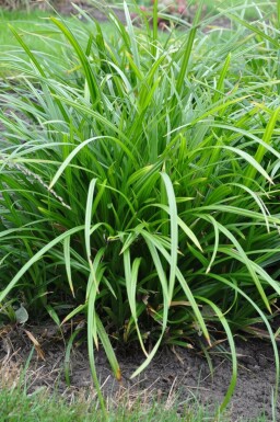 Laîche Carex foliosissima 'Irish Green' 5-10 Pot 9x9 cm (P9)
