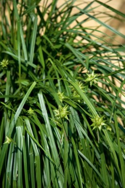Laîche de Gray Carex grayi 5-10 Pot 9x9 cm (P9)