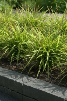Laîche du Japon Carex morrowii 5-10 Pot 9x9 cm (P9) Carex morrowii