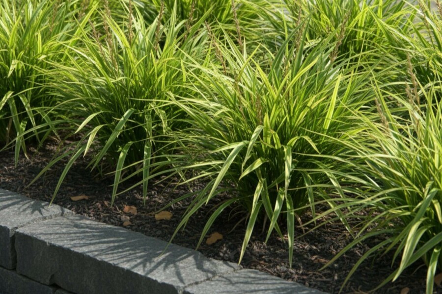 Laîche du Japon Carex morrowii 5-10 Pot 9x9 cm (P9) Carex morrowii