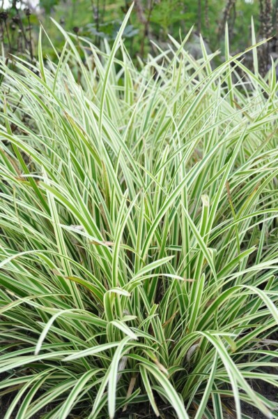 Laîche du Japon Carex morrowii 'Goldband' 5-10 Pot 9x9 cm (P9) Carex morrowii 'Goldband'