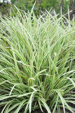 Laîche du Japon Carex morrowii 'Goldband' 5-10 Pot 9x9 cm (P9)