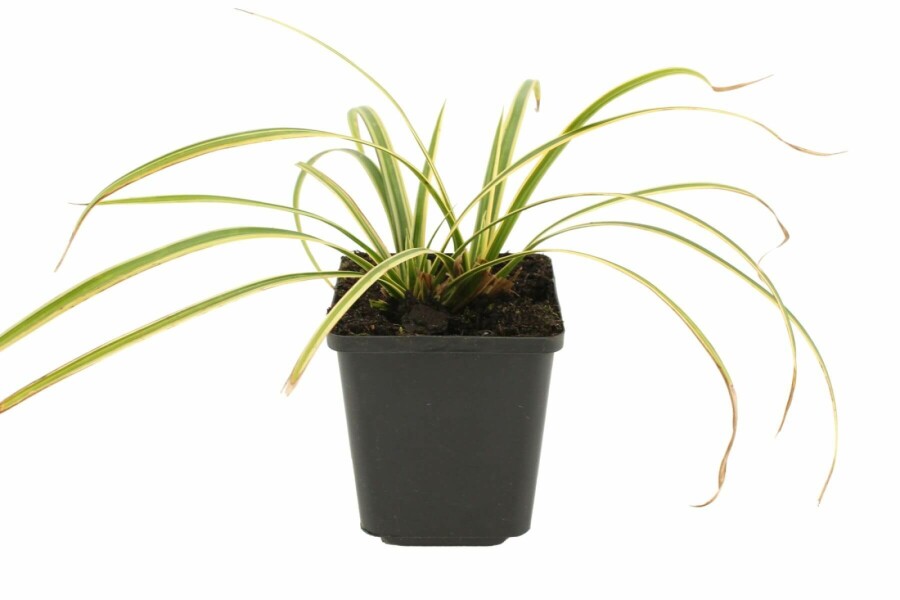 Laîche du Japon Carex morrowii 'Goldband' 5-10 Pot 9x9 cm (P9) Carex morrowii 'Goldband'