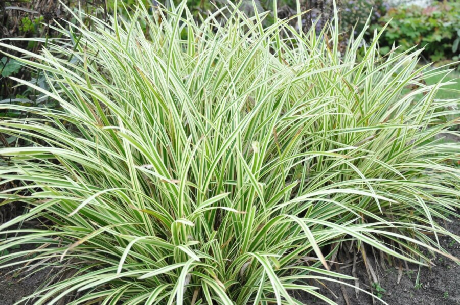 Laîche du Japon Carex morrowii 'Goldband' 5-10 Pot 9x9 cm (P9) Carex morrowii 'Goldband'