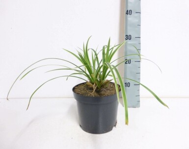 Laîche du Japon Carex morrowii 'Ice Dance' 10-15 Pot 2 l (C2) Carex morrowii 'Ice Dance'