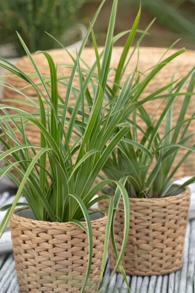 Laîche du Japon Carex morrowii 'Ice Dance' 5-10 Pot 9x9 cm (P9) Carex morrowii 'Ice Dance'