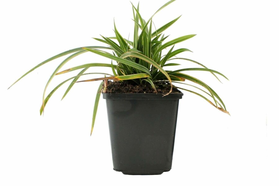 Laîche du Japon Carex morrowii 'Ice Dance' 5-10 Pot 9x9 cm (P9) Carex morrowii 'Ice Dance'