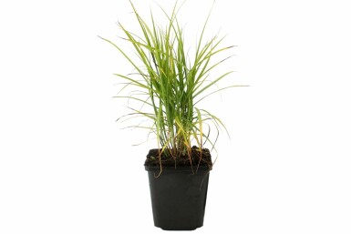 Carex de la rivière Muskingum Carex muskingumensis 5-10 Pot 9x9 cm (P9) Carex muskingumensis