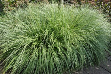 Laîche pied-d'oiseau Carex ornithopoda 'Silver Sceptre' 5-10 Pot 9x9 cm (P9)