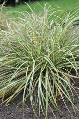 Laîche pied-d'oiseau Carex ornithopoda 'Variegata' 5-10 Pot 9x9 cm (P9) Carex ornithopoda 'Variegata'