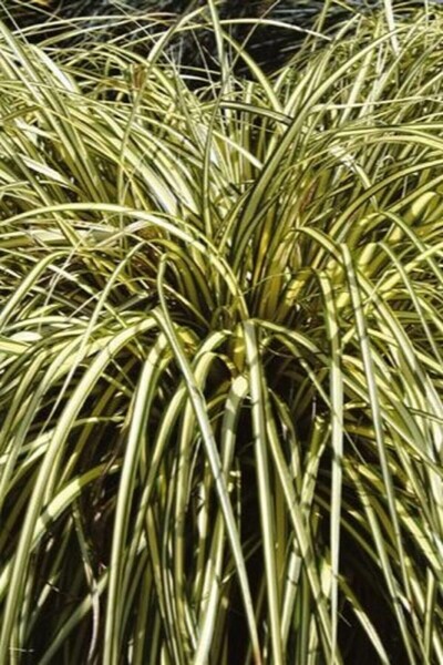 Laîche d'Oshima Carex oshimensis 'Evergold' 10-15 Pot 2 l (C2) Carex oshimensis 'Evergold'