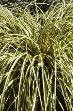 Laîche d'Oshima Carex oshimensis 'Evergold' 5-10 Pot 9x9 cm (P9)