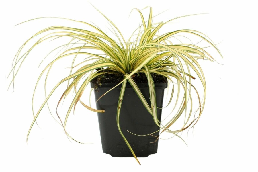 Laîche d'Oshima Carex oshimensis 'Evergold' 5-10 Pot 9x9 cm (P9) Carex oshimensis 'Evergold'