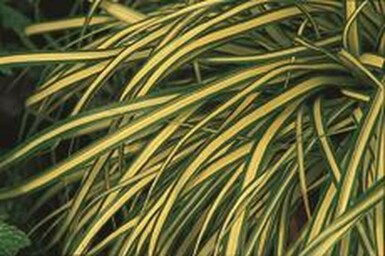 Laîche d'Oshima Carex oshimensis 'Evergold' 5-10 Pot 9x9 cm (P9)