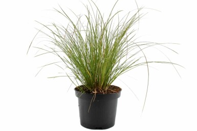 Laîche Carex testacea 'Prairie Fire' 10-15 Pot 2 l (C2) Carex testacea 'Prairie Fire'