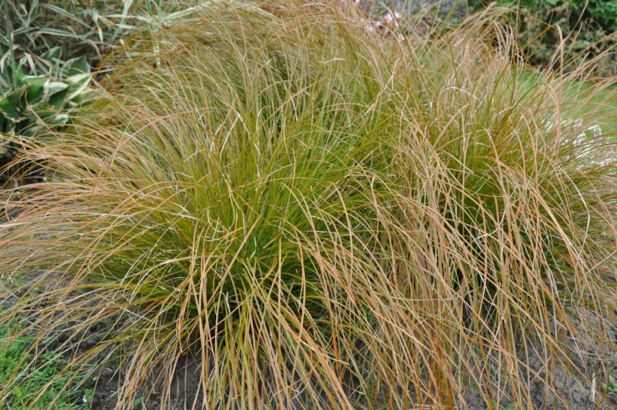 Laîche Carex testacea 'Prairie Fire' 5-10 Pot 9x9 cm (P9) Carex testacea 'Prairie Fire'