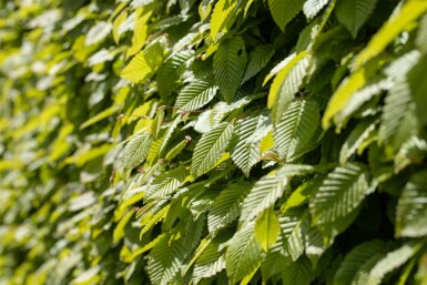 Charme Commun Carpinus Betulus 30-40 cm