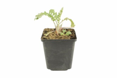Centaurée blanchie Centaurea dealbata 5-10 Pot 9x9 cm (P9)