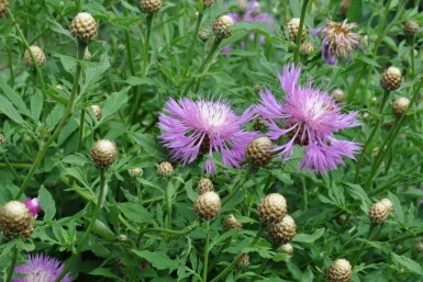 Centaurée blanchie Centaurea dealbata 5-10 Pot 9x9 cm (P9)