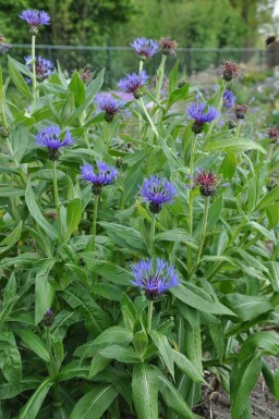 Bleuet des montagnes Centaurea montana 'Coerulea' 5-10 Pot 9x9 cm (P9) Centaurea montana 'Coerulea'