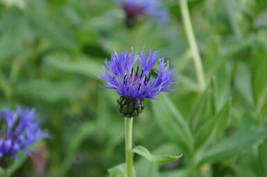 Bleuet des montagnes Centaurea montana 'Coerulea' 5-10 Pot 9x9 cm (P9) Centaurea montana 'Coerulea'